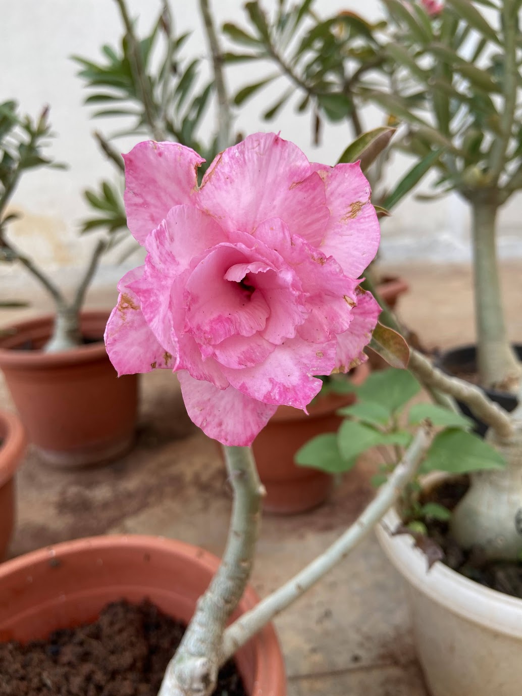 Pink double adenium bloom