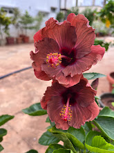 Deep brown-red hibiscus pair