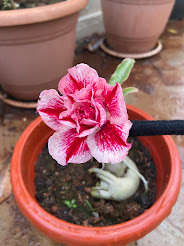 Pink-and-white adenium (desert rose) in a clay pot