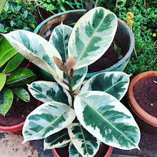 Variegated rubber plant with cream and green leaves
