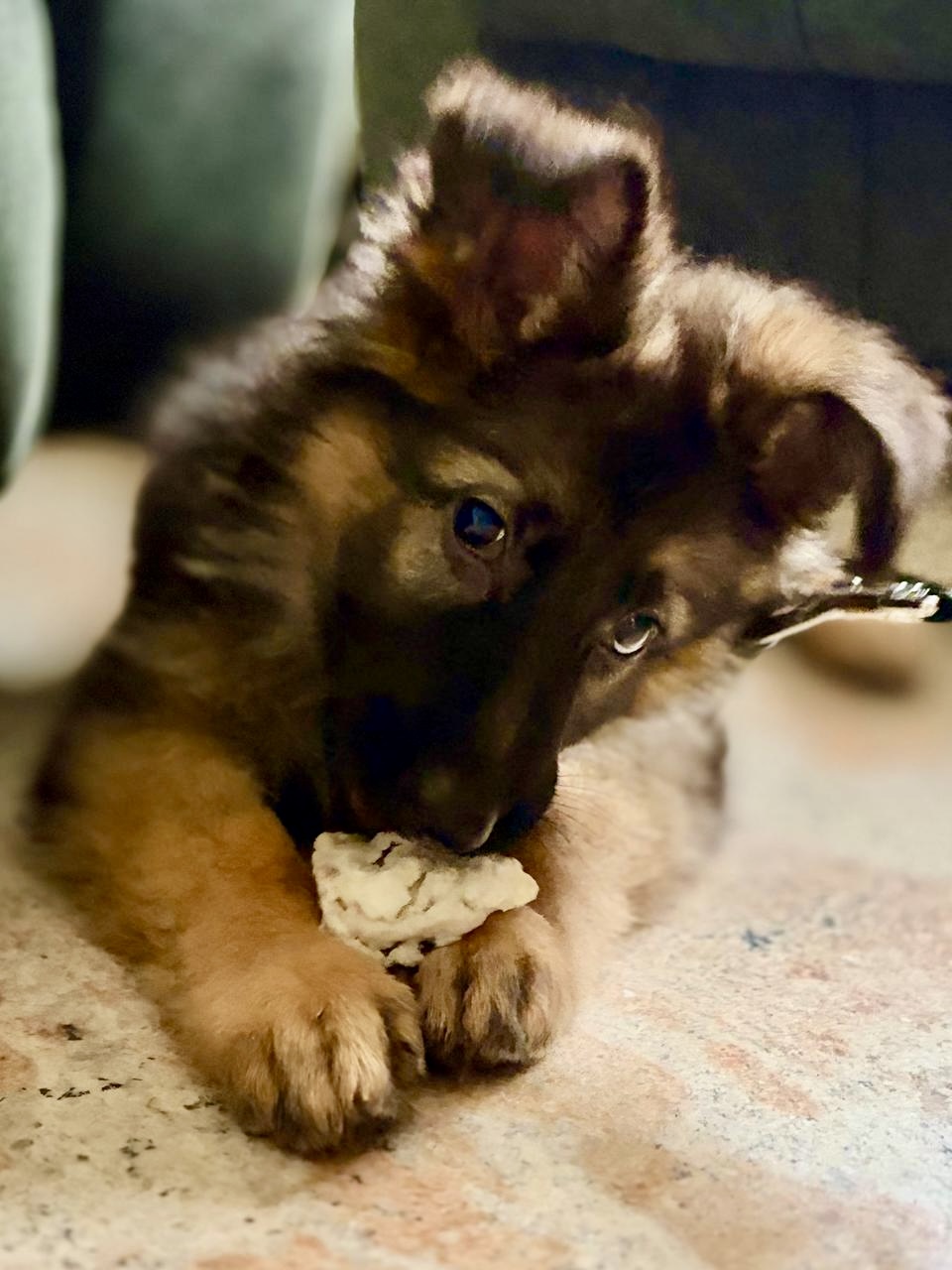 Cocoa as a puppy, chewing a treat