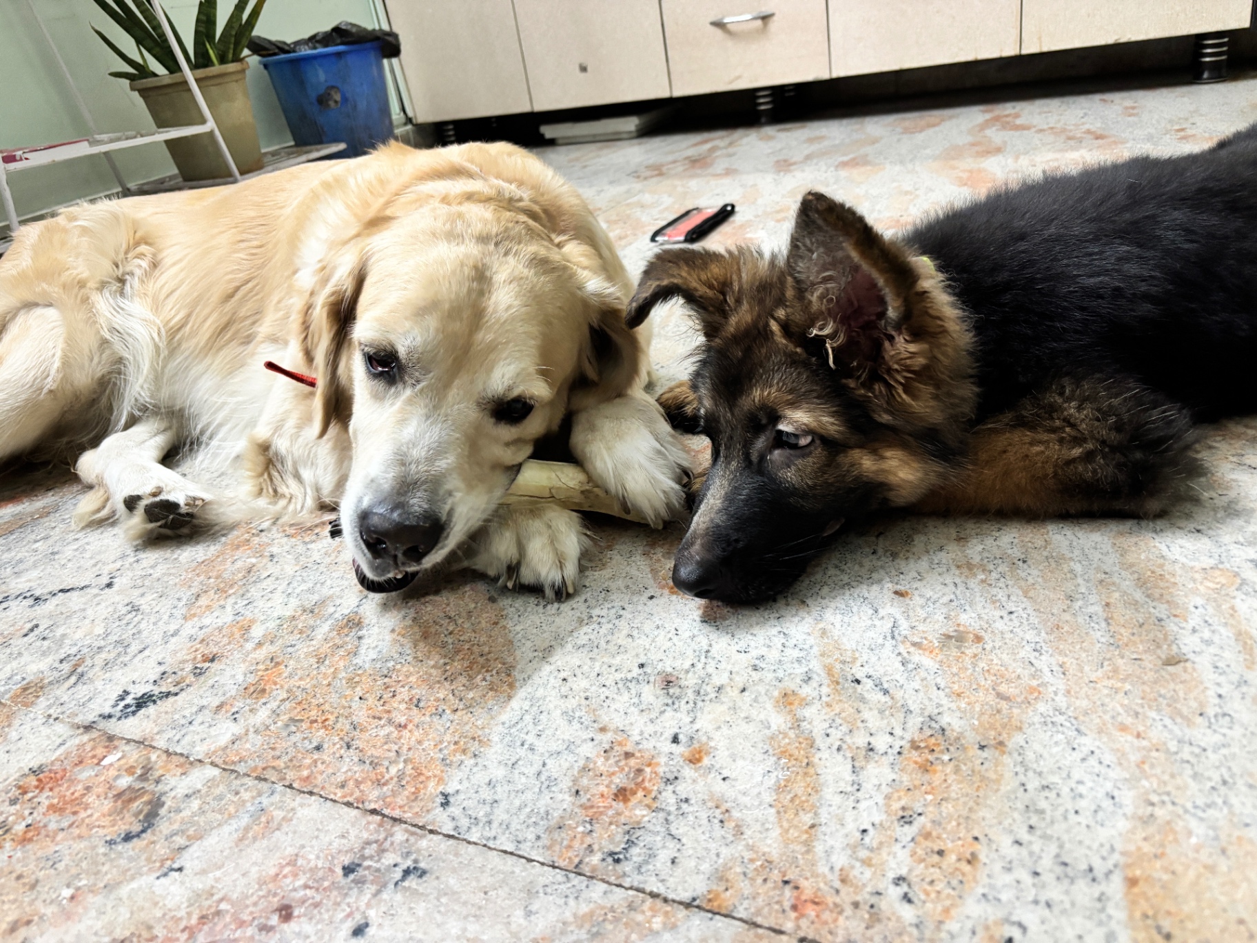 Honey and Cocoa sharing a bone